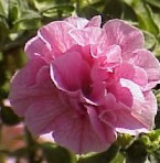 Petunia